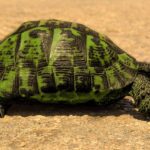Do Gopher Tortoises Bite
