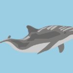 Why Harbor Porpoises Are Endangered