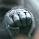 How Strong Is a Gorillas Grip