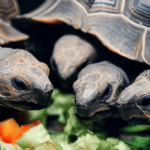 Can a Tortoise Eat Celery