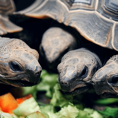 Can Tortoises Eat Grapes