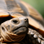 How Big Do Russian Tortoises Get