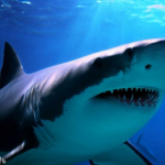 ग्रेट व्हाइट शार्क बनाम जगुआर