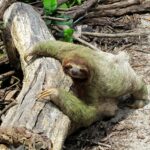 Are Sloths Lazy