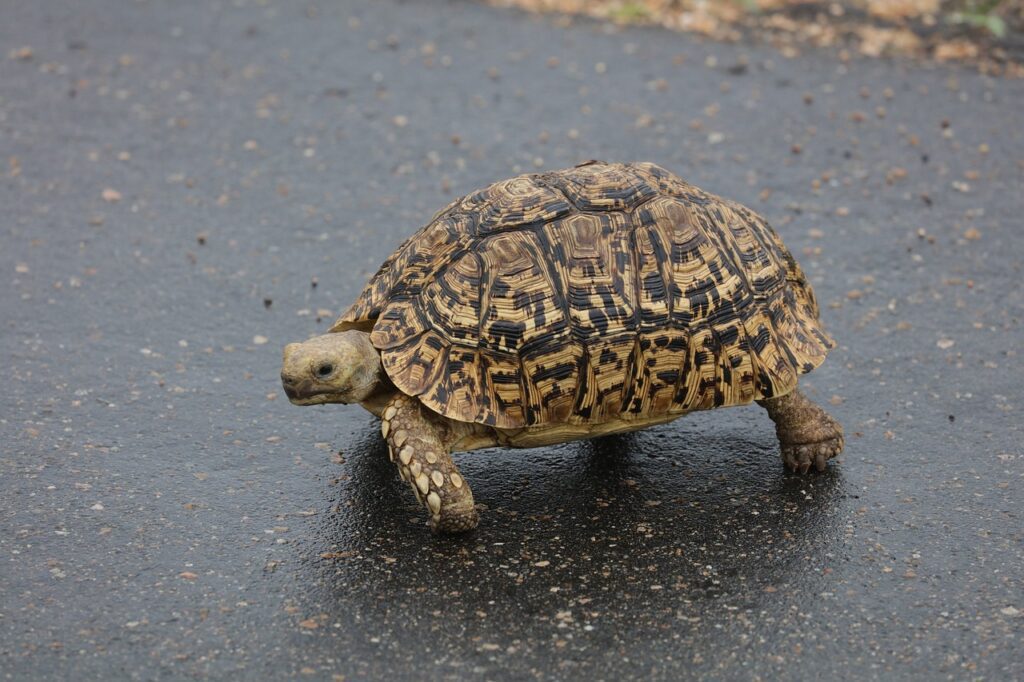 How Big Do Leopard Tortoises Get