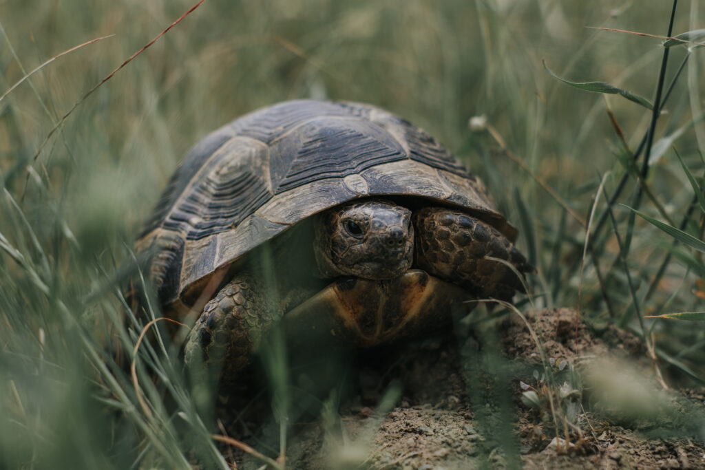 Why Do Tortoises Burrow