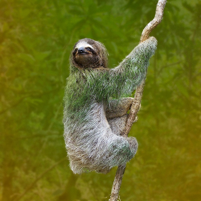 Are Sloths Vertebrates or Invertebrates