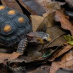 How Big Do Cherry Head Tortoises Get