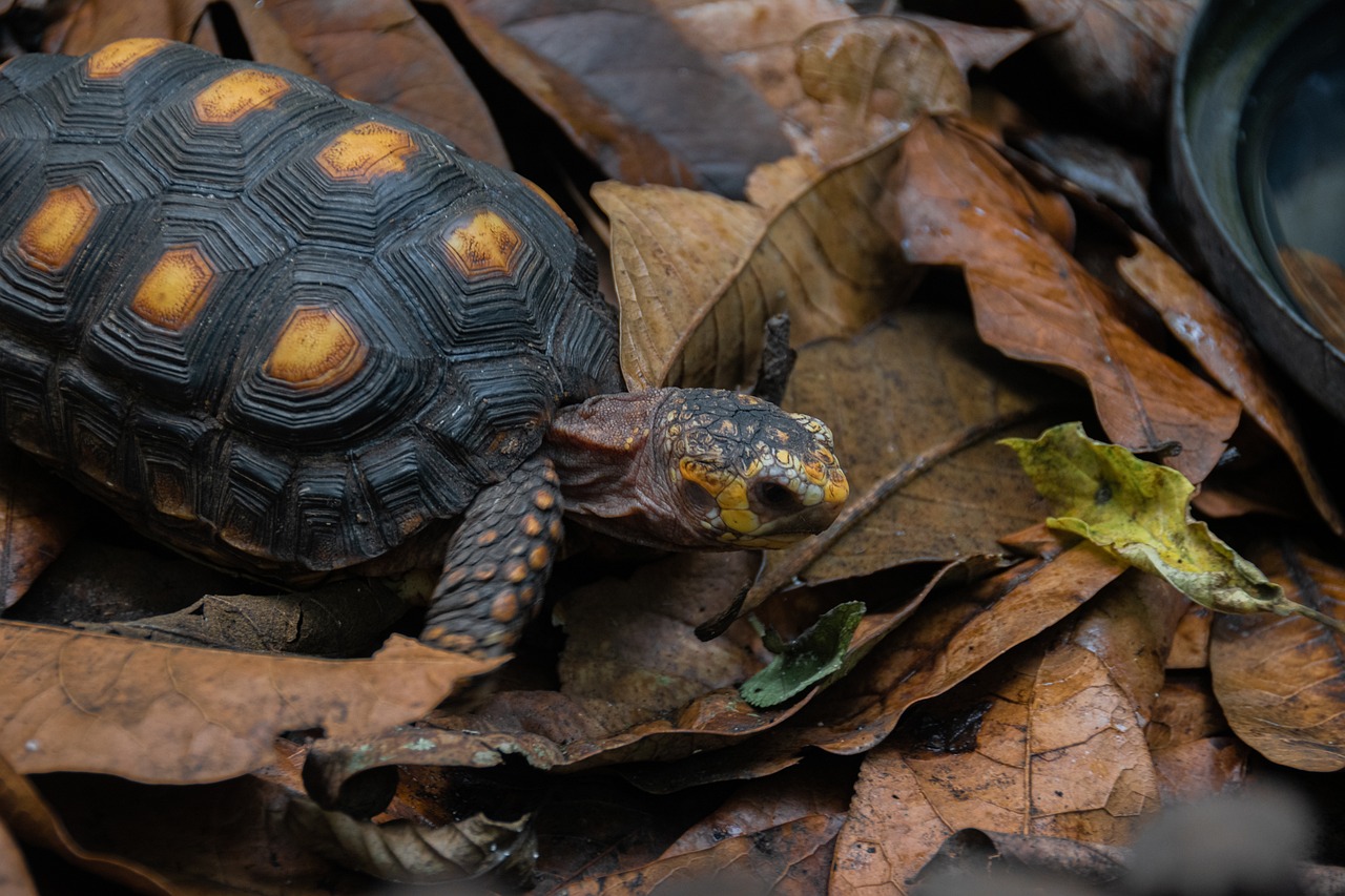 Do Red Footed Tortoises Hibernate