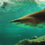 Are Bull Sharks in Long Island Sound