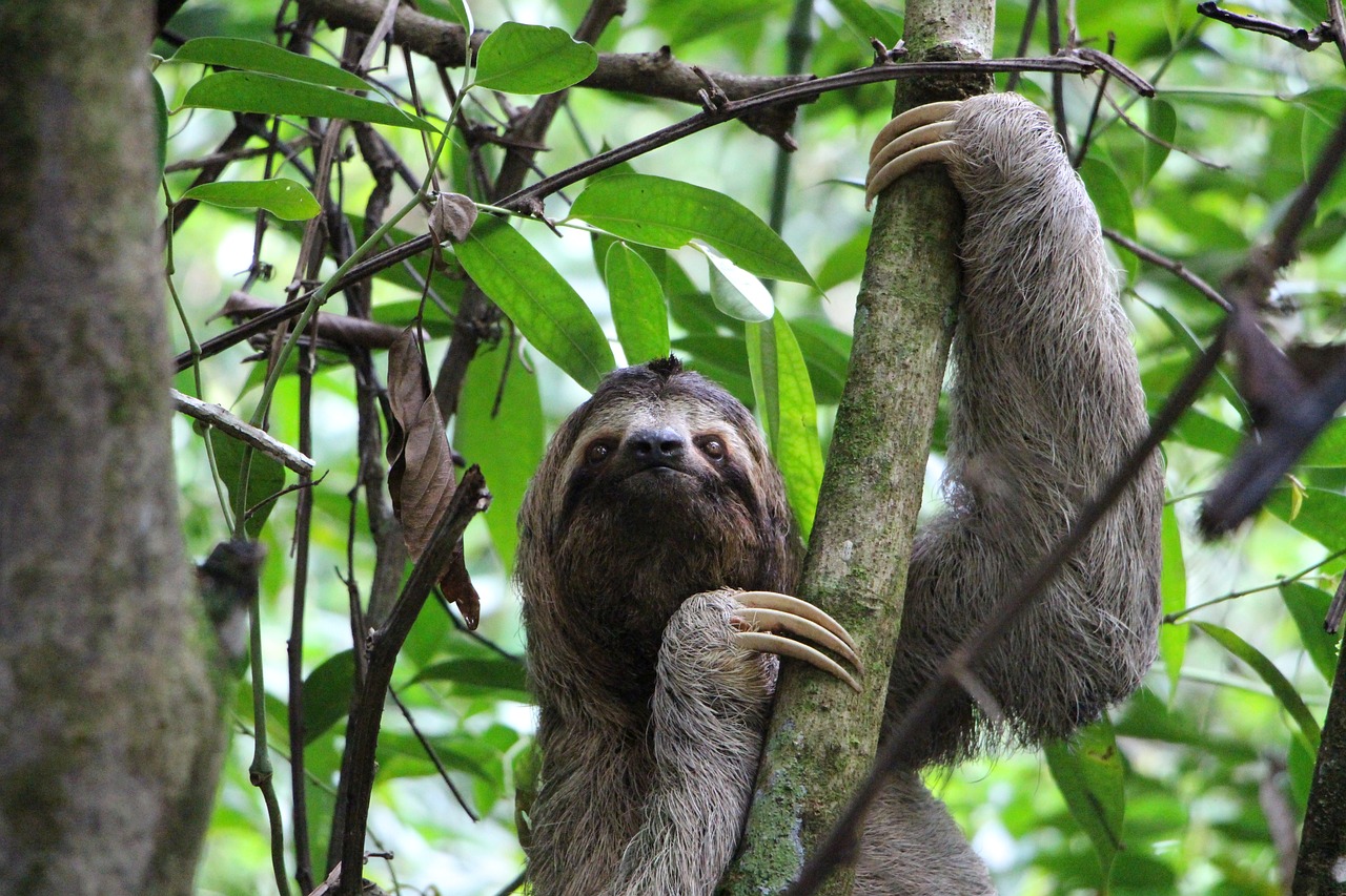 Are Sloths Aggressive