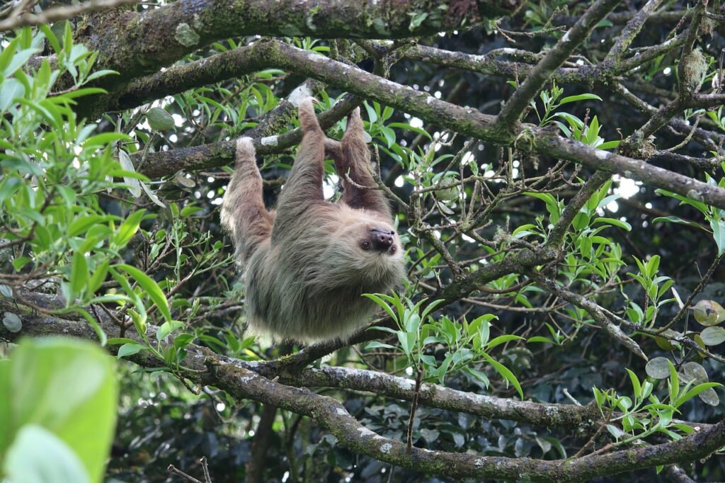 Do Sloths Mistake Their Arms for Branches