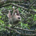 Are Sloths Stupid