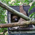 Are Sloths Endangered