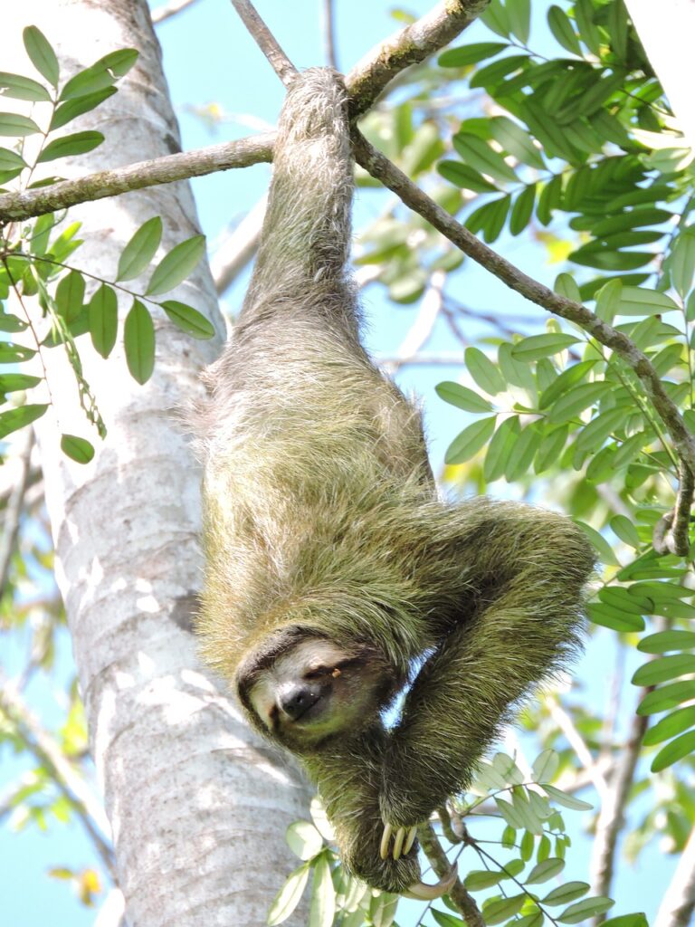 Do Sloths Eat Bananas