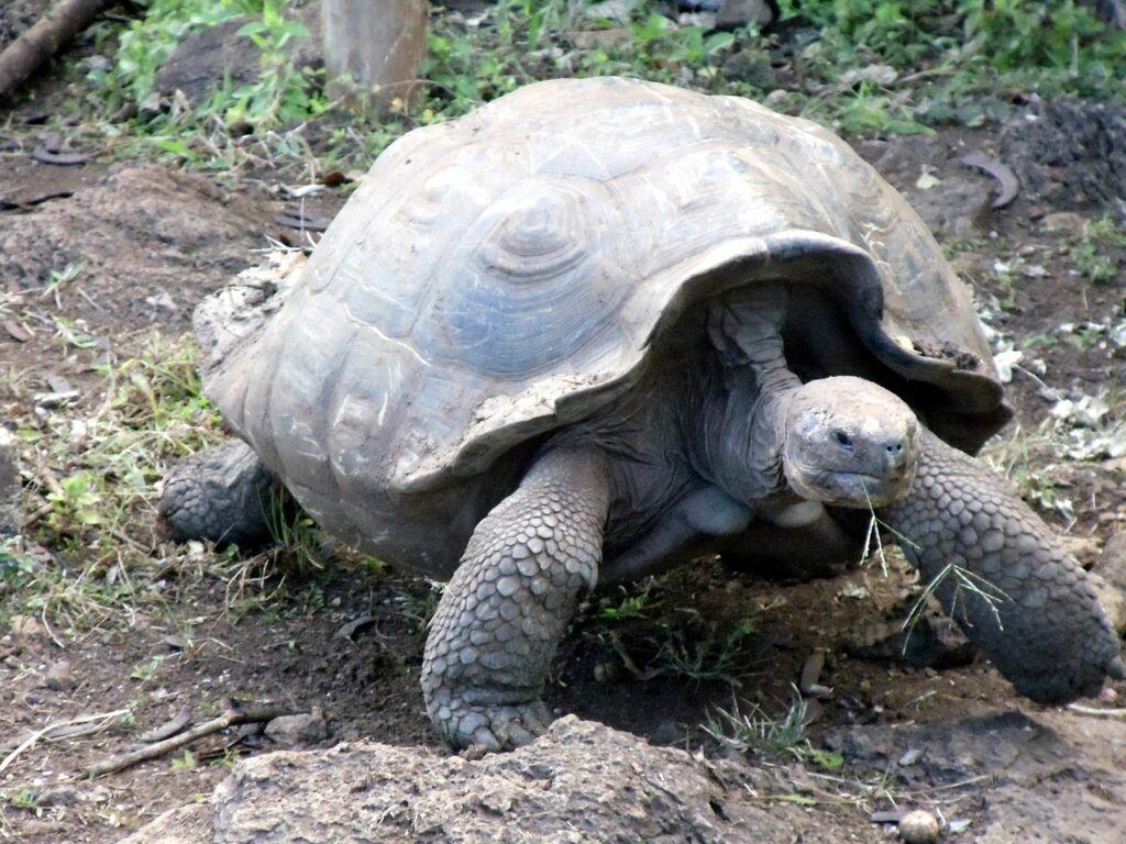 How Many Galapagos Tortoises Are Left