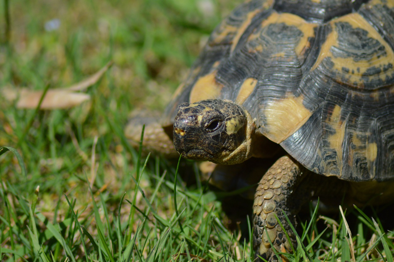 Πόσο μεγαλώνουν οι ελληνικές χελώνες