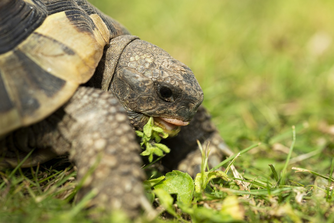 Can Tortoises Eat Persimmons