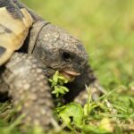 Can Tortoises Eat Grass