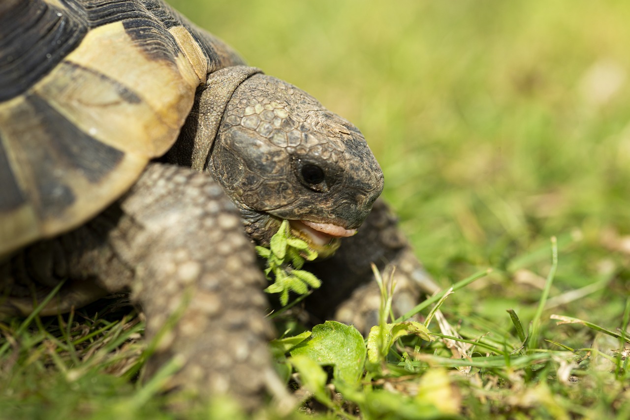 Can Tortoises Eat Grass