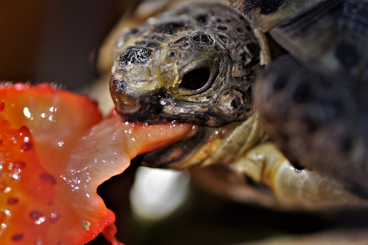 Can Tortoise Eat Pears