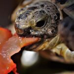 Can a Tortoise Eat Tomatoes