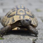 Where to Buy a Russian Tortoise
