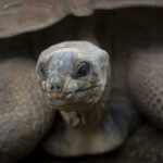 Why Do Tortoises Live So Long