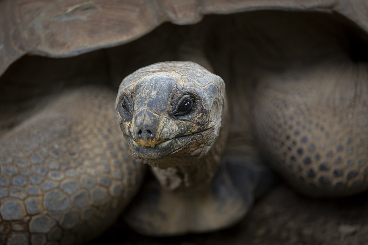 Warum leben Schildkröten so lange?