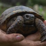 How Long Does a Russian Tortoise Live