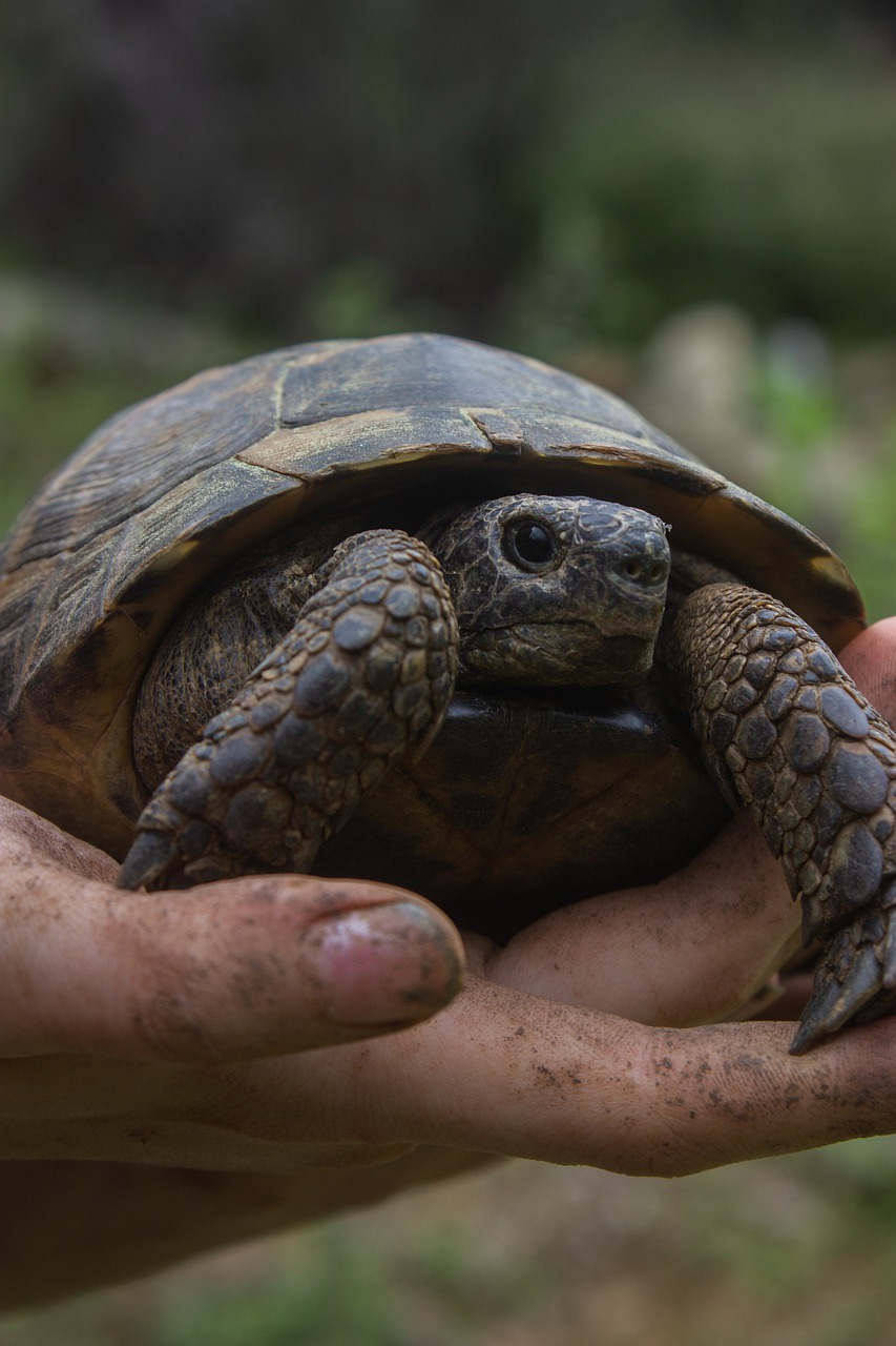 Колко дълго живее руската костенурка
