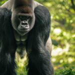 Perché i gorilla di pianura occidentale sono in pericolo