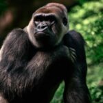 ¿Qué hacen los gorilas cuando se ponen nerviosos?