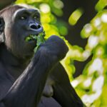 Que mangent les gorilles des plaines occidentales