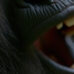 Warum sind die Zähne von Gorillas schwarz?