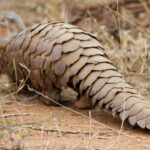 Are Pangolins Endangered