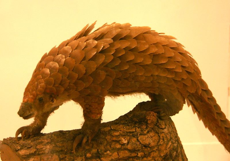 Are Pangolins Related to Anteaters