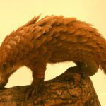 Are Pangolins Fast