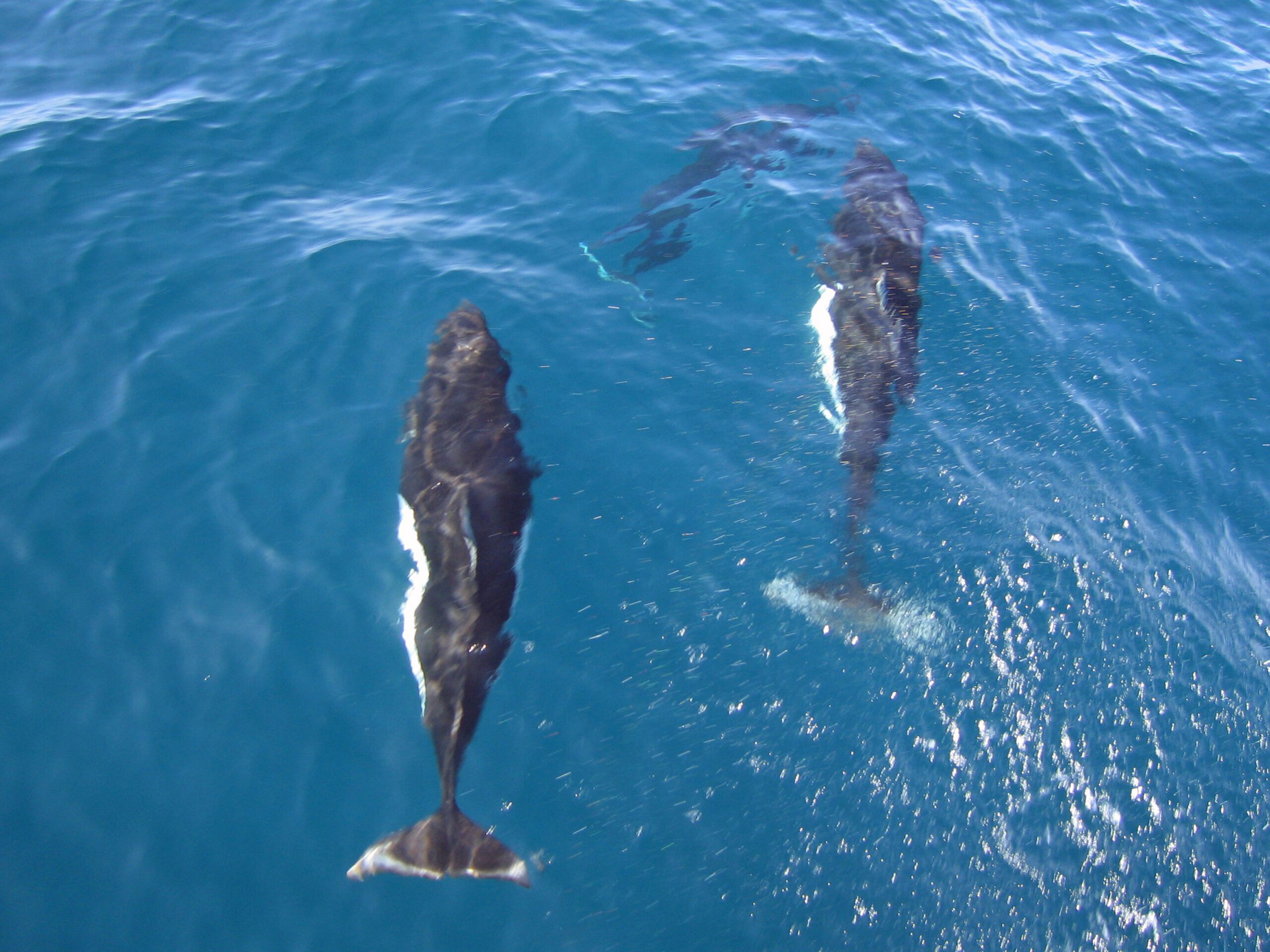 how porpoises breathe