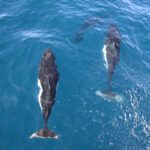 porpoises characteristics