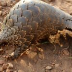 Are Pangolins Omnivores