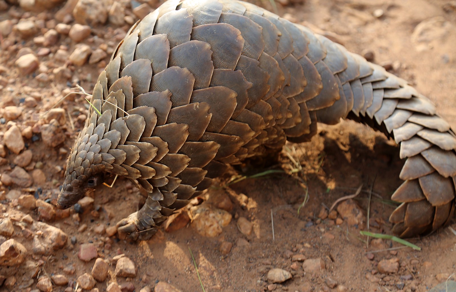 Are Pangolins Omnivores