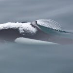 sind Schweinswale vom Aussterben bedroht