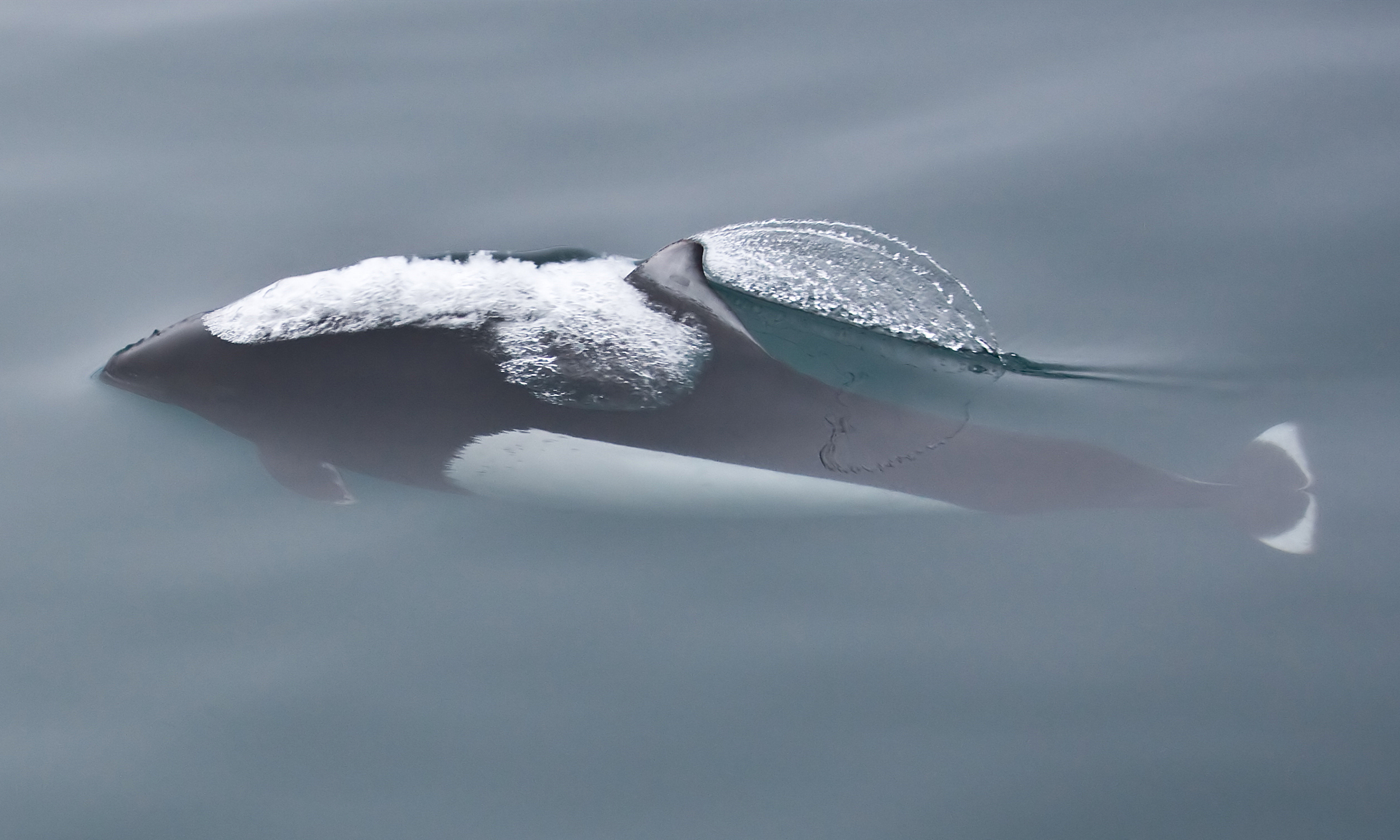 are porpoises endangered