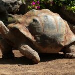 are sulcata tortoises endangered