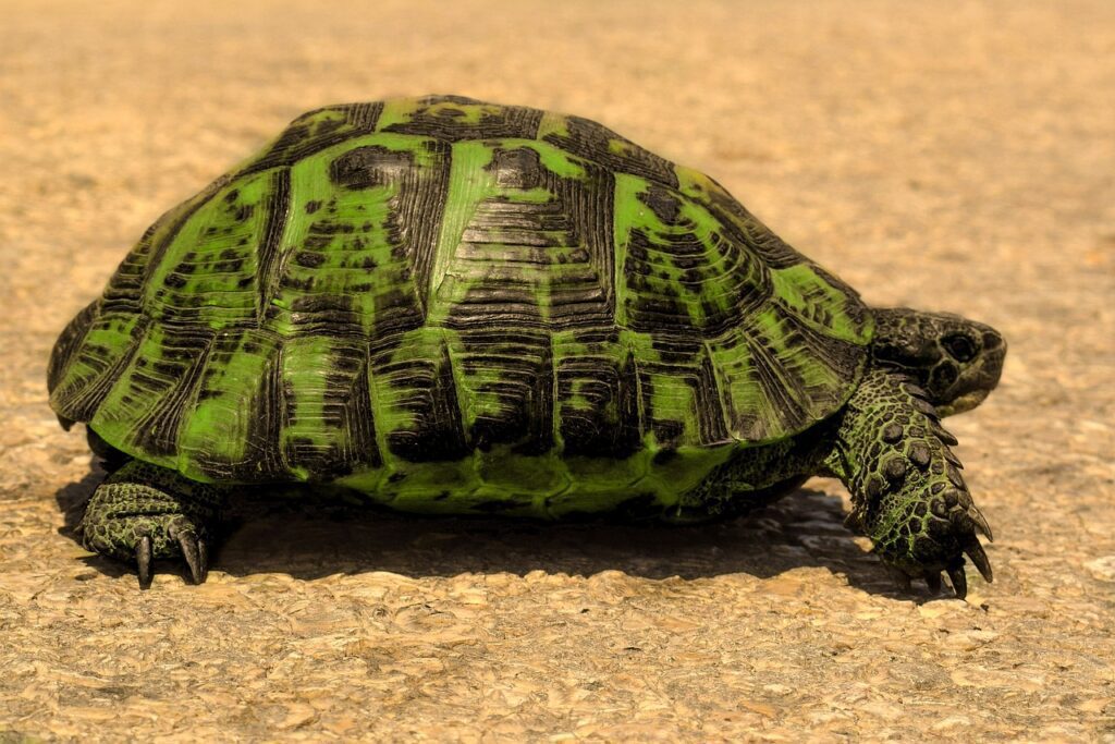 do gopher tortoises abandon their burrows