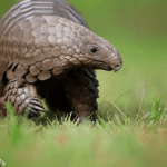 Do Pangolins Walk On Two Legs