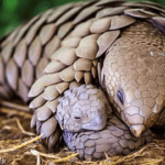 How Do Pangolins Care For Their Young