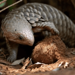 How Do Pangolins Protect Themselves