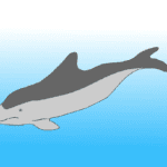 are porpoises as smart as dolphins